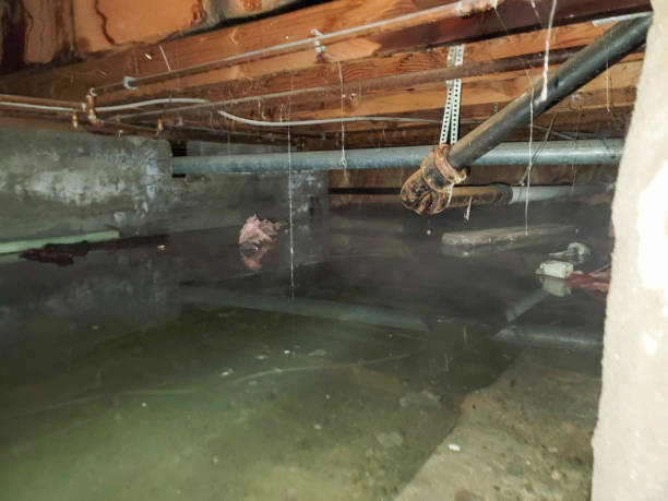 Best Flooded house restoration  in Davison, MI