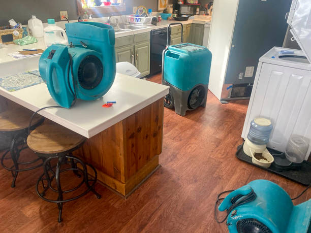 Best Water damage cleanup near me  in Davison, MI